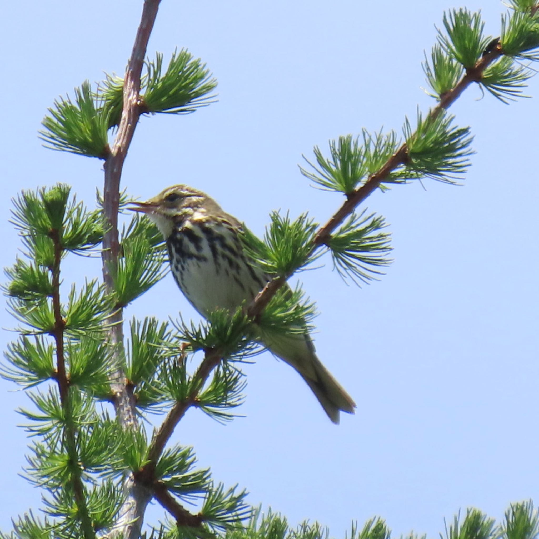 Olive-backed Pipit