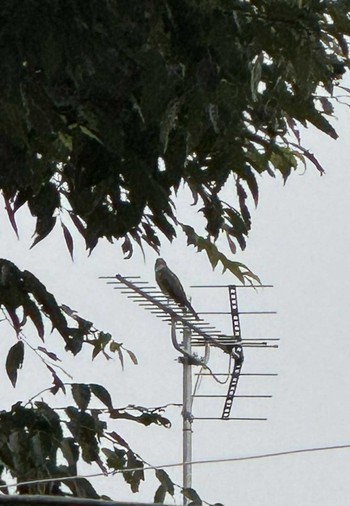 2024年6月13日(木) 徒歩圏内n(23区西部)の野鳥観察記録