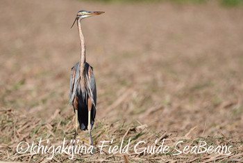 Purple Heron Ishigaki Island Tue, 1/15/2019