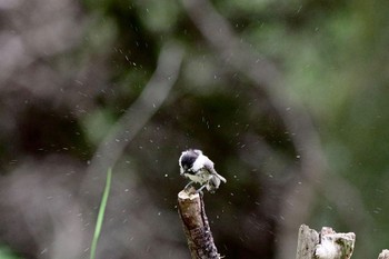 Sun, 6/9/2024 Birding report at 吉田口・馬返(富士山)