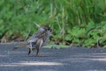 Eurasian Tree Sparrow 多摩川 Sat, 6/1/2024