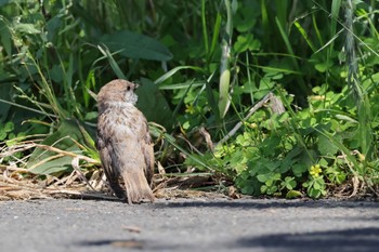 Eurasian Tree Sparrow 多摩川 Sat, 6/1/2024