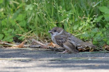 Eurasian Tree Sparrow 多摩川 Sat, 6/1/2024