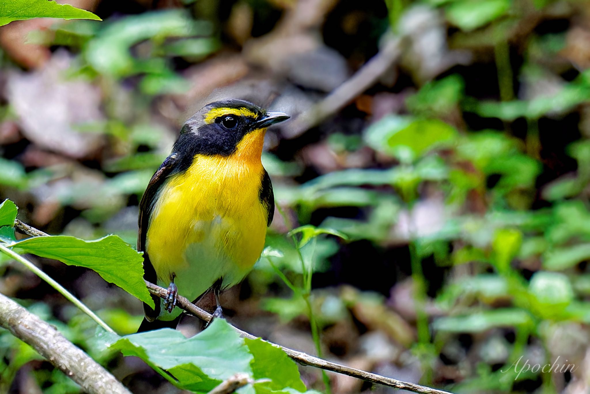 Photo of Narcissus Flycatcher at 山梨県 by アポちん