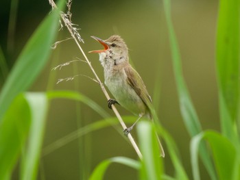 Thu, 6/13/2024 Birding report at 科学万博記念公園(茨城県つくば市)