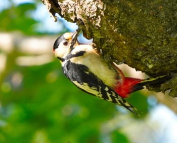 Fri, 6/7/2024 Birding report at Miharashi Park(Hakodate)