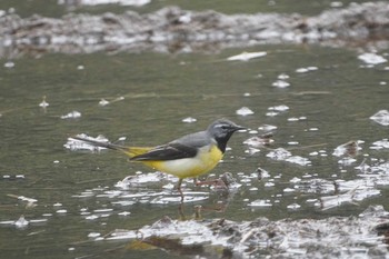 Sun, 6/2/2024 Birding report at 多摩川トライアングル