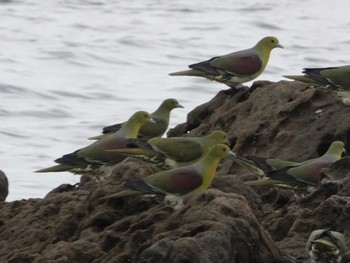 White-bellied Green Pigeon Terugasaki Beach Thu, 6/13/2024