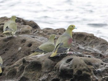 White-bellied Green Pigeon Terugasaki Beach Thu, 6/13/2024