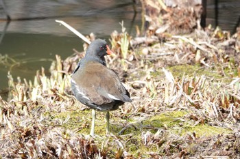 Common Moorhen 大阪府高槻市 Unknown Date