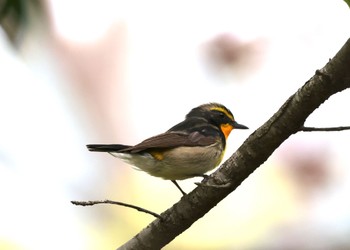 Narcissus Flycatcher 衣笠山公園 Sun, 5/12/2024