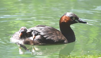 2024年6月12日(水) 井の頭公園の野鳥観察記録