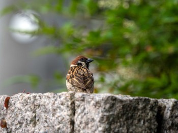 Unknown Species つくば市 Sun, 6/9/2024