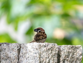 Eurasian Tree Sparrow つくば市 Sun, 6/9/2024