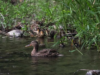 Thu, 6/13/2024 Birding report at 福井緑地(札幌市西区)