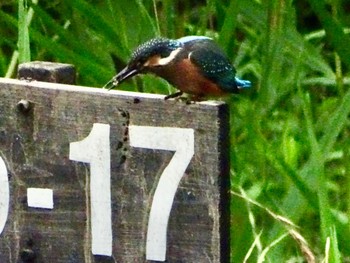 Common Kingfisher Maioka Park Thu, 6/13/2024