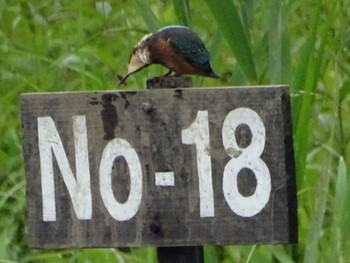 Common Kingfisher Maioka Park Thu, 6/13/2024