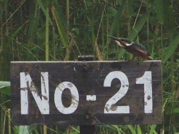 Common Kingfisher Maioka Park Thu, 6/13/2024