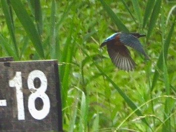 Common Kingfisher Maioka Park Thu, 6/13/2024