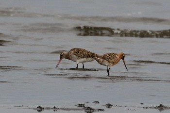 2024年6月13日(木) ふなばし三番瀬海浜公園の野鳥観察記録