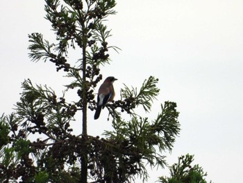 Eurasian Jay 日向渓谷 Thu, 6/13/2024