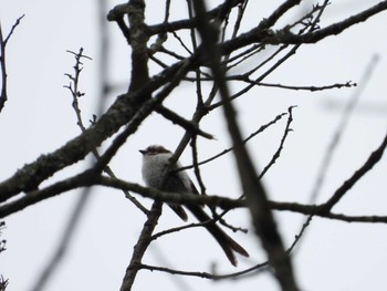 Long-tailed Tit 日向渓谷 Thu, 6/13/2024