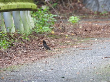 Japanese Thrush 日向渓谷 Thu, 6/13/2024