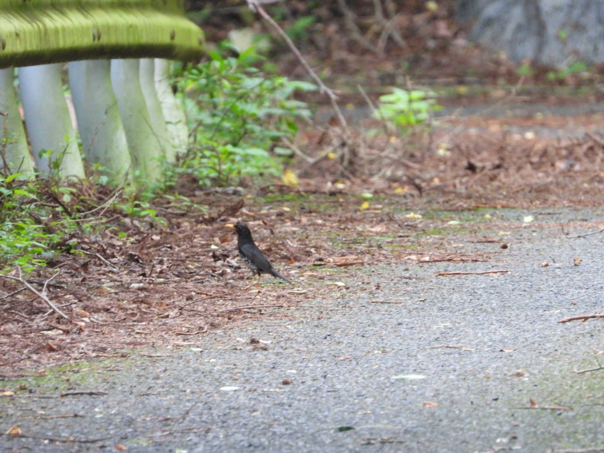 Japanese Thrush