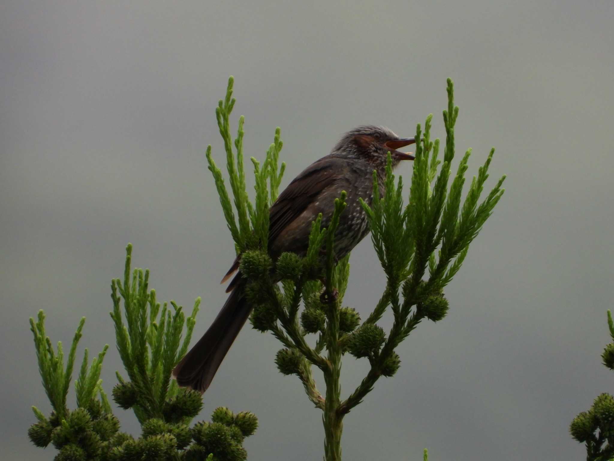 Brown-eared Bulbul