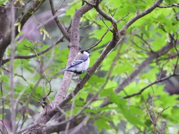 Japanese Tit 日向渓谷 Thu, 6/13/2024