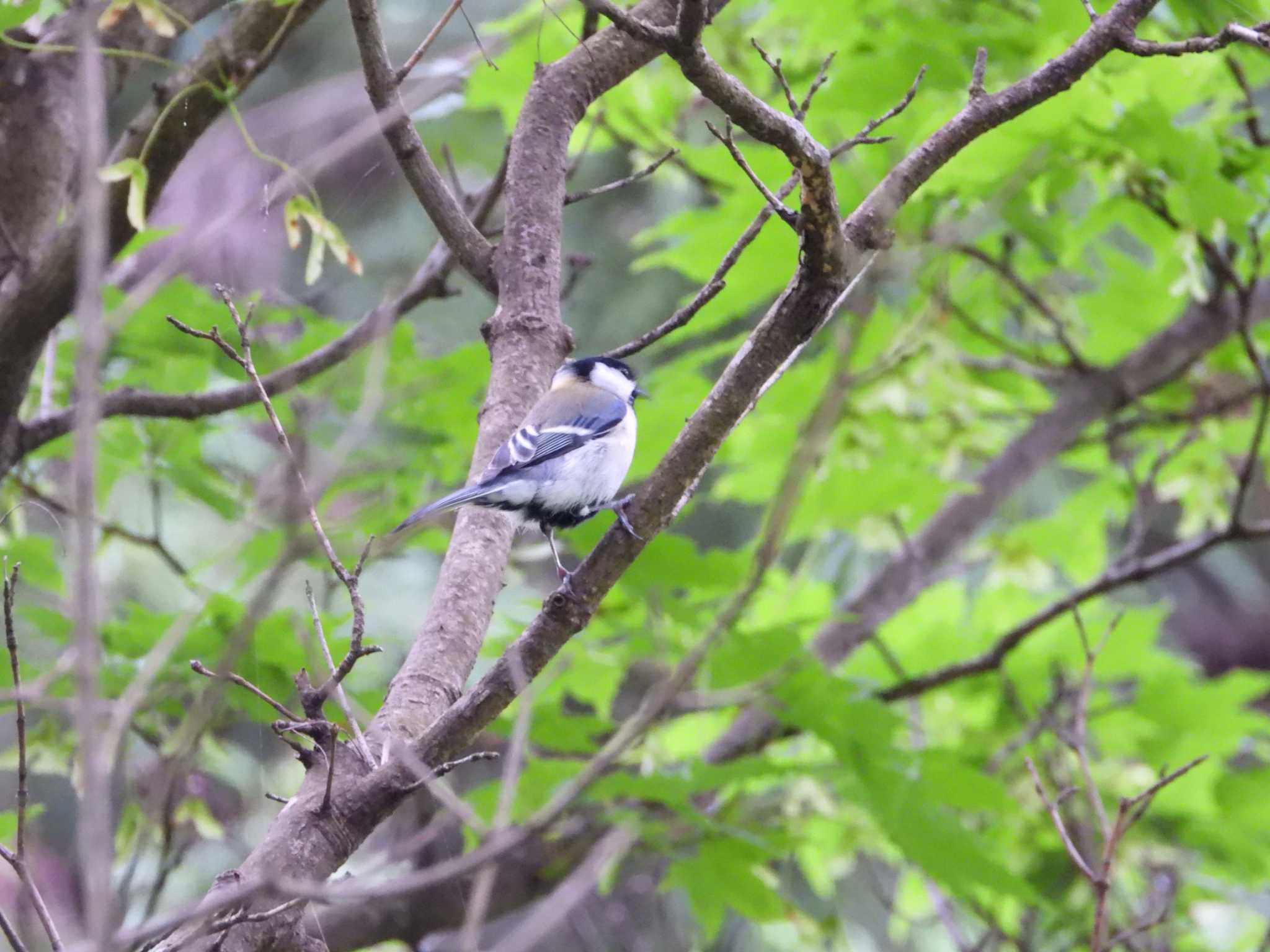 Japanese Tit