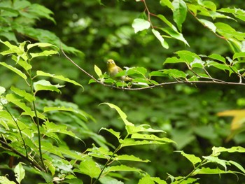 Warbling White-eye 日向渓谷 Thu, 6/13/2024