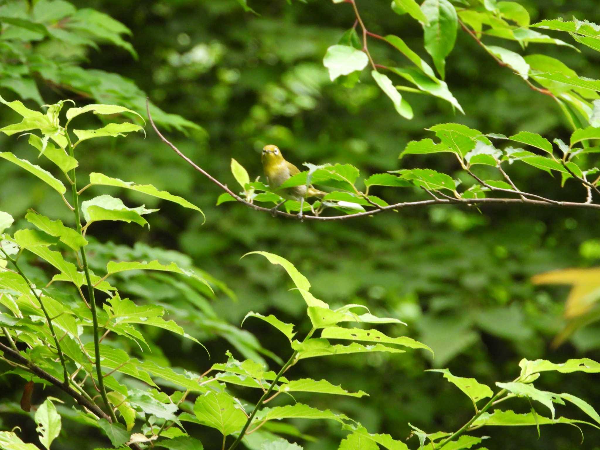 Warbling White-eye