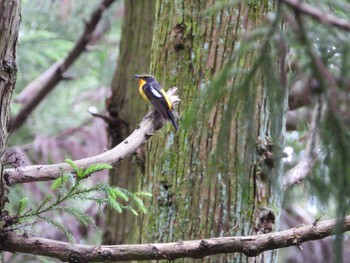 Narcissus Flycatcher 日向渓谷 Thu, 6/13/2024