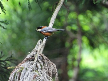 Varied Tit 日向渓谷 Thu, 6/13/2024