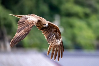 Black Kite 壱岐 印通寺港 Sun, 6/9/2024