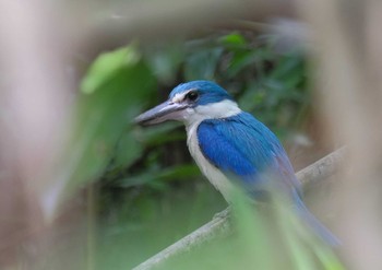 2024年5月29日(水) noneの野鳥観察記録