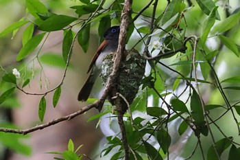 Black Paradise Flycatcher Moritogawa Sun, 6/2/2024