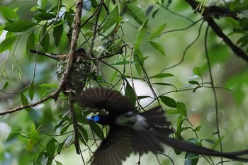 Black Paradise Flycatcher Moritogawa Sun, 6/2/2024