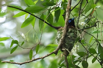 Black Paradise Flycatcher Moritogawa Sun, 6/2/2024