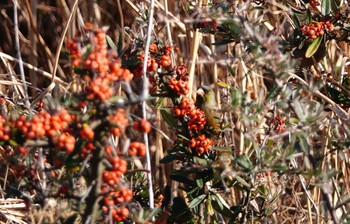 カワラヒワ 江戸川河川敷 2019年1月13日(日)