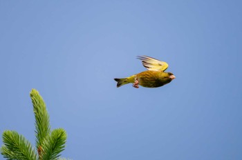 Grey-capped Greenfinch Lake Toya (Toyako) Thu, 6/13/2024