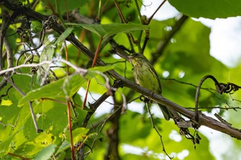 Masked Bunting ニセコ Thu, 6/13/2024