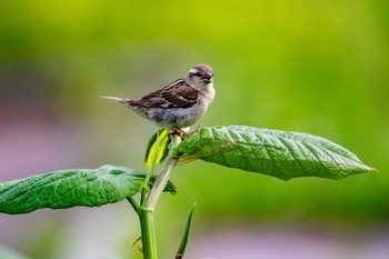 Russet Sparrow ニセコ Thu, 6/13/2024