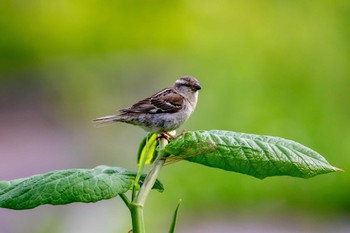 Russet Sparrow ニセコ Thu, 6/13/2024