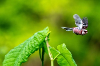 Siberian Long-tailed Rosefinch ニセコ Thu, 6/13/2024