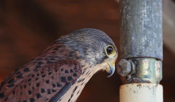 チョウゲンボウ 江戸川河川敷 2019年1月13日(日)