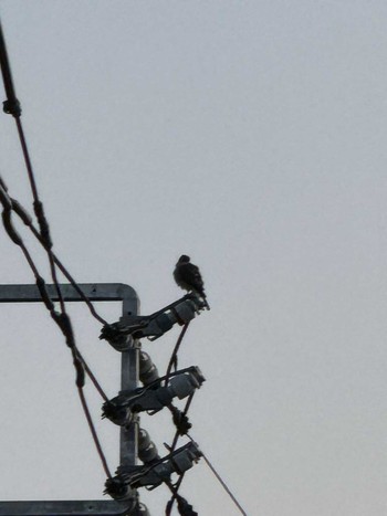 2024年6月14日(金) 徒歩圏内n(23区西部)の野鳥観察記録