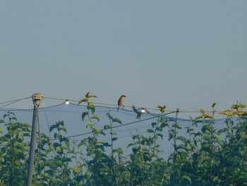 2024年6月14日(金) 国分川調節池の野鳥観察記録