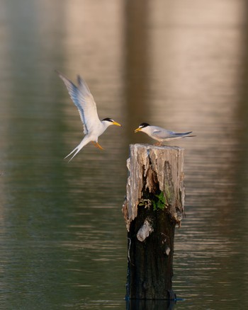 Little Tern Isanuma Fri, 6/14/2024